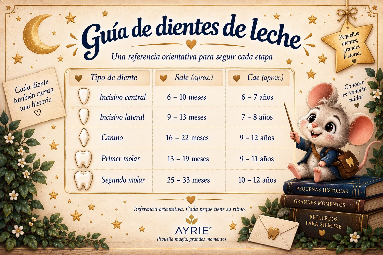 Guía ilustrada AYRIE: incisivo central, sale aproximadamente a los 6-10 meses y cae a los 6-7 años; incisivo lateral, 9-13 meses y 7-8 años; canino, 16-22 meses y 9-12 años; primer molar, 13-19 meses y 9-11 años; segundo molar, 25-33 meses y 10-12 años.